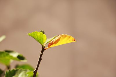 Close-up of plant against blurred background