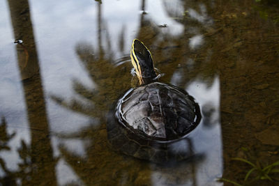 High angle view of a bird on wood