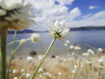 Close-up of white flowering plant