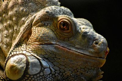 Close-up portrait of snake