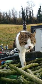 Close-up of cat on grass against sky