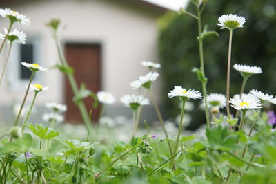 Close-up of white flowering plants on field