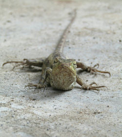 Close-up of insect on sand