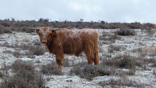 Cow standing on field