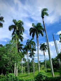 Low angle view of coconut palm trees against sky