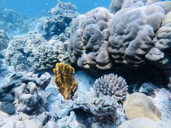 High angle view of coral in sea