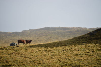 Horses grazing on field against clear sky