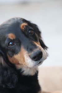 Close-up portrait of dog