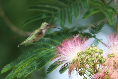 Close-up of hummingbird on plant