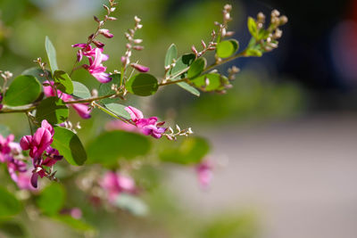 Close-up of red berries growing on tree