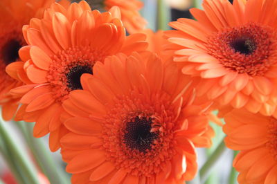 Close-up of orange flower
