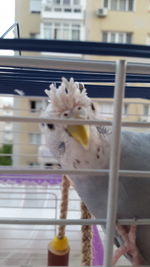 Close-up of a bird in cage