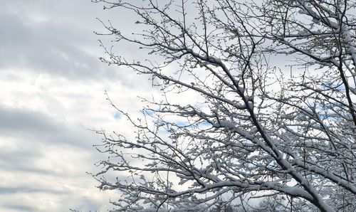 Low angle view of bare tree against sky