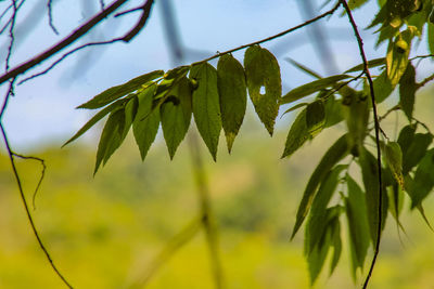 Close-up of leaves on tree against sky