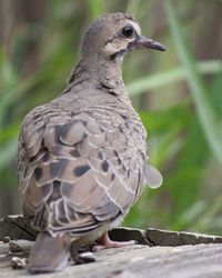 Close-up of bird