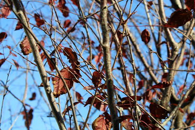 Low angle view of leaves on plant against sky