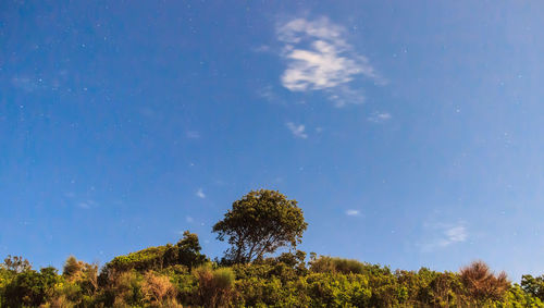 Low angle view of trees against blue sky