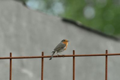 Bird perching on fence