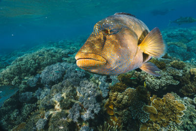 Close-up of fish swimming in sea