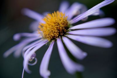 Close-up of purple flower