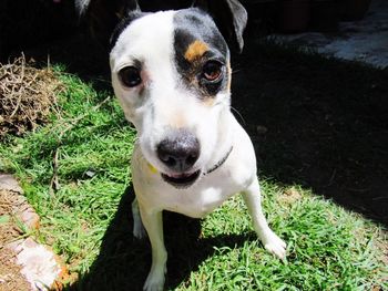 Close-up portrait of dog on field