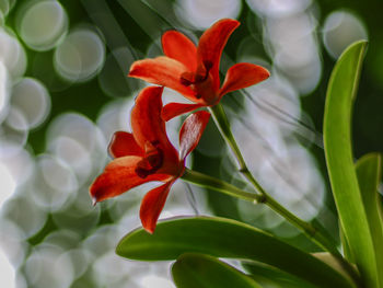 Close-up of red flowering plant