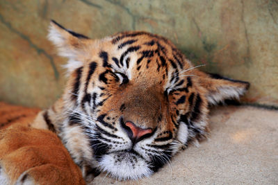 Close-up of tiger