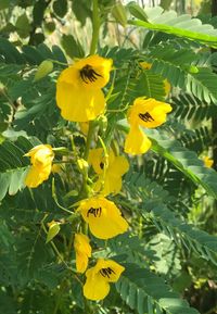 Close-up of yellow flowers blooming outdoors