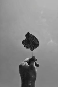 Close-up of hand holding plant