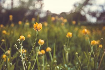 Close-up of yellow flower blooming in field