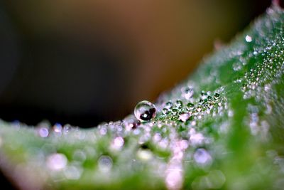 Close-up of water drops on plant