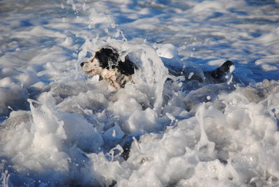 Close-up of dog swimming in water