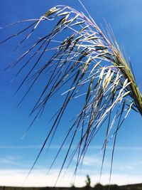 Low angle view of blue sky