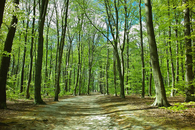 Walkway amidst trees in forest