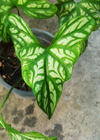 High angle view of fresh green plant