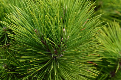 Close-up of pine tree