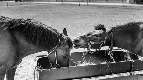 Black and white capture of horses 