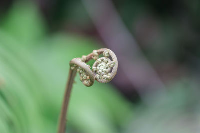 Close-up of fern