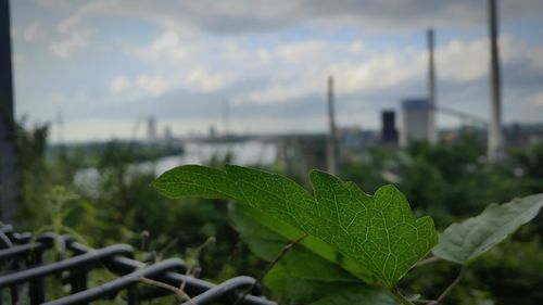 Close-up of fresh green leaf in city against sky