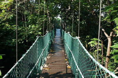 Footbridge amidst trees in forest