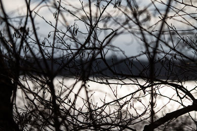 Close-up of bare tree against cloudy sky