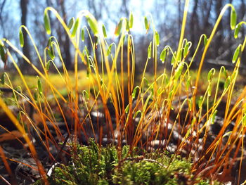 Close-up of plants growing on field