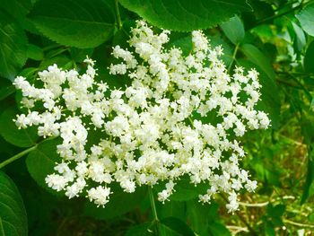 Close-up of white flowering plant