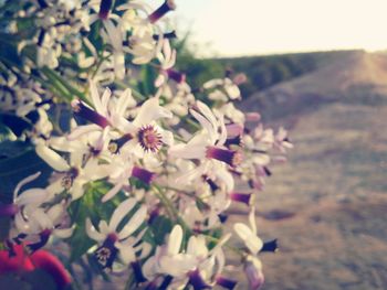 Close-up of pink flowers