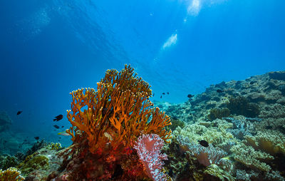 Fish swimming in sea