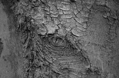 Full frame shot of tree trunk