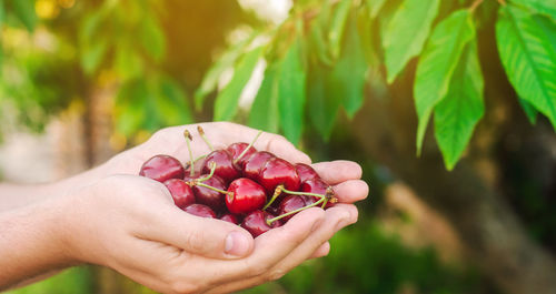 Cherries harvest in a hand 