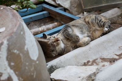 Cat sleeping