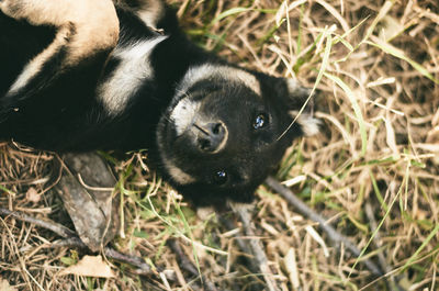 High angle view of black cat on field