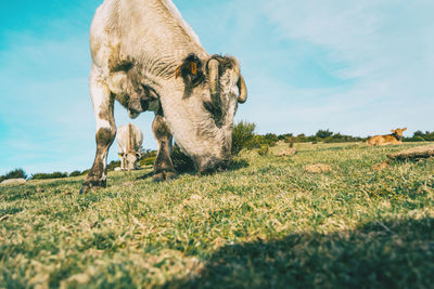 View of a horse on field